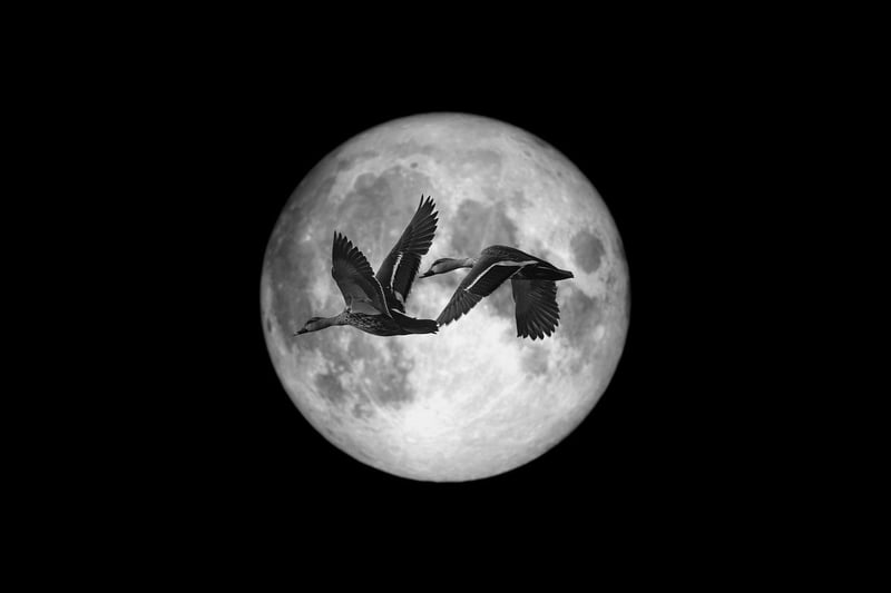 Moonlit Elegance