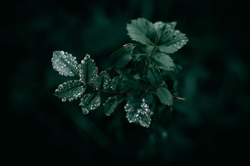 Enchanted Garden